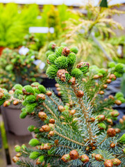 Spring plants in the garden. Close up.
