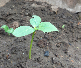 seedling cucumber growing in a greenhouse. vegetable garden crop plants, horticulture, small green leaves.