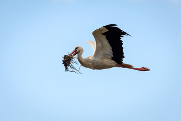 Stork in flight. Stork in their natural environment.