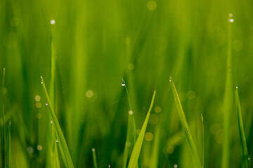 Fototapeta premium grass with water drops