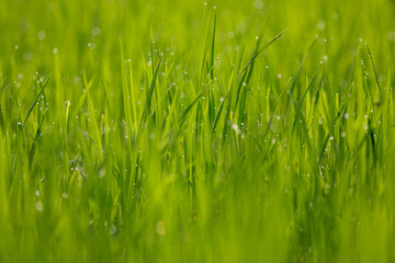 green grass background
