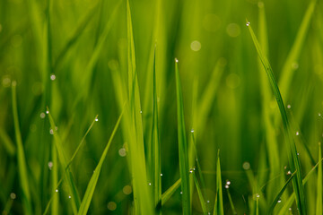 Fototapeta na wymiar grass with dew drops