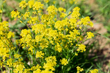 Small yellow wildflowers on a sunny summer day. Soft focus.