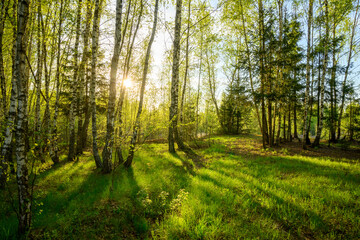 Colorful sunset in the woods. The sun rays cast shadows from birch trunks to young green grass. Springtime landscape photography.