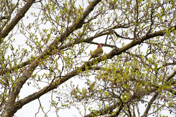 green woodpecker in a tree