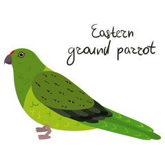 Eastern ground parrot in cartoon style on white background. Vector hand drawn illustration. Pezoporus wallicus