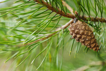 natural background with pine branch and pine cone