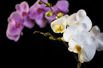 Fototapeta na wymiar Growing orchids. Beautiful purple and white Phalaenopsis. Orchid flowers, on black background. Houseplant care. Watering and spraying flowers
