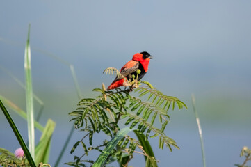 West African Fire Velvet Weaver. Murchison Falls National Park. Uganda, Africa