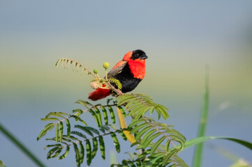 West African Fire Velvet Weaver. Murchison Falls National Park. Uganda, Africa