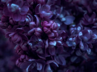 Close-up of purple lilac flowers.Beautiful picture with selective focus