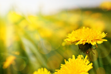 beautiful background with a yellow dandelion in a sunny meadow