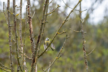 blue tit with food for babies in beak