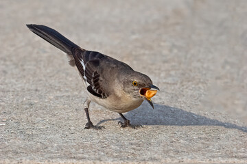 Northern Mockingbird with a Peanut in it's Mouth