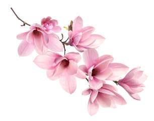 Fototapeta na wymiar Beautiful pink magnolia flowers on white background