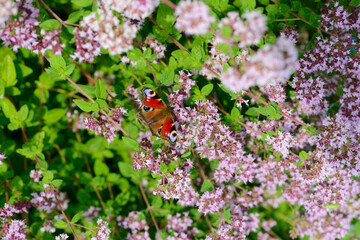 The peacock's eye butterfly sits on the flowers of oregano
