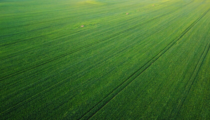 Green vegetable texture of growing up grass and lawn in the fields. Green background pattern