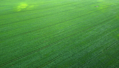 Green vegetable texture of growing up grass and lawn in the fields. Green background pattern