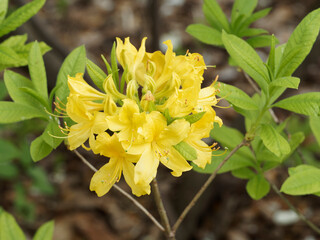 Azalea pontica - Rhododendron flavum or indicum - Honeysuckle azalea or Yellow azalea flowers between green foliage