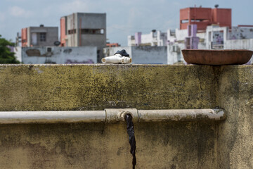An open mouth of a PVC pipe and black dirty water coming out.
