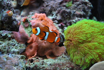 Plakat fish on coral