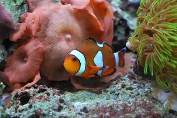 Plakat clown fish