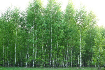 Birch grove in the forest sunny day