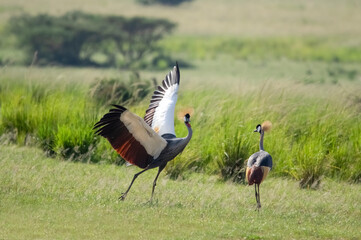 Dancing crowned crane. Murchison Falls National Park. Uganda, Africa