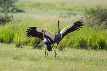 Dancing crowned crane. Murchison Falls National Park. Uganda, Africa