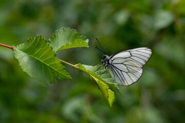 Black-veined White,Aporia crataegi, turkısh name alıç kelebeği