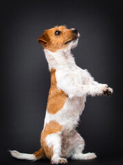 dog stands on its hind legs jack russell terrier breed in the studio