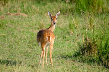 Impala antelope. Murchison Falls National Park. Uganda, Africa