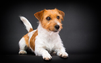 dog lies Jack Russell Terrier breed in the studio