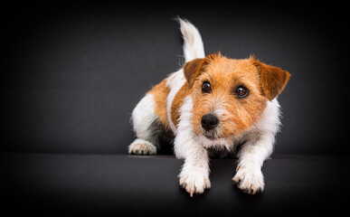 dog lies Jack Russell Terrier breed in the studio