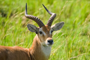 Naklejka na ściany i meble Impala antelope. Murchison Falls National Park. Uganda, Africa