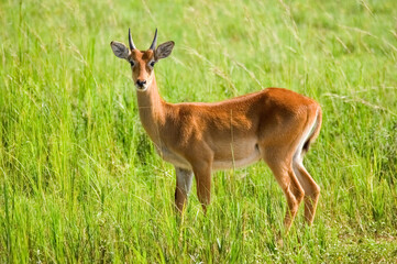 Naklejka na ściany i meble Impala antelope. Murchison Falls National Park. Uganda, Africa