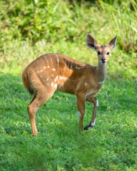 Impala antelope. Murchison Falls National Park. Uganda, Africa