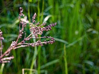 last year's grass on a background of green grass