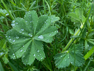 Green leaf with dew drops in the morning