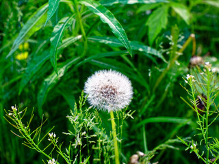 dandelion flower on the background of green grass