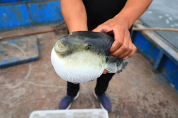 Workers are catching puffer fish on a farm， North China