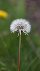 white dandelion and seed close-up in spring season