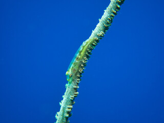 Transparent body glass goby