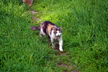 colorful cat walks on the grass