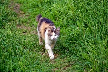 Fototapeta premium colorful cat walks on the grass