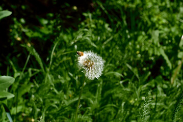 dandelion flower on the background of green grass
