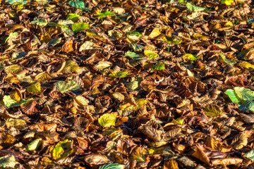 autumn leaves on the ground