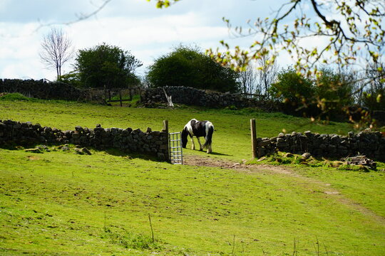 Lone horse in a field