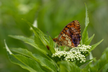 Blackberry Brentisi butterfly - Brenthis daphn, turkısh name