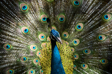 Fototapeta premium 孔雀の情熱